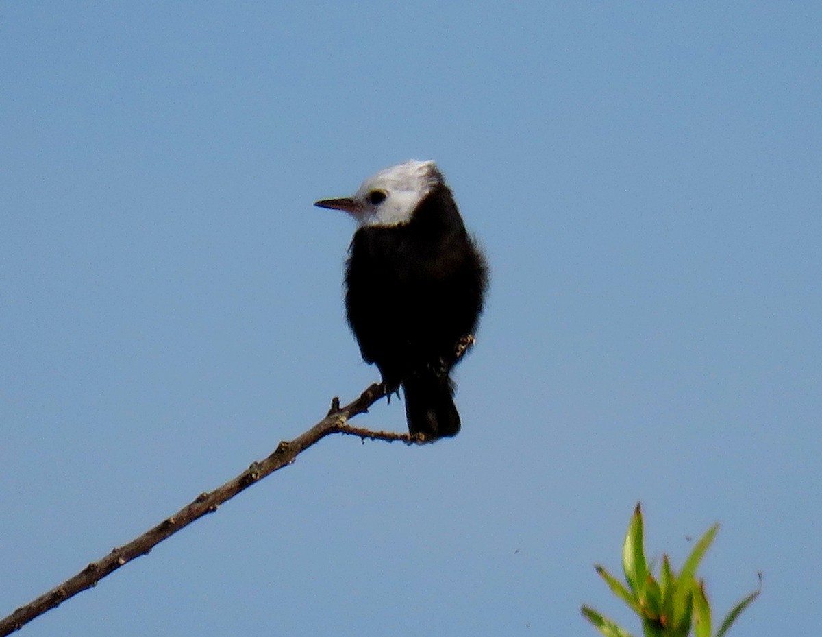 White-headed Marsh Tyrant - ML620616811