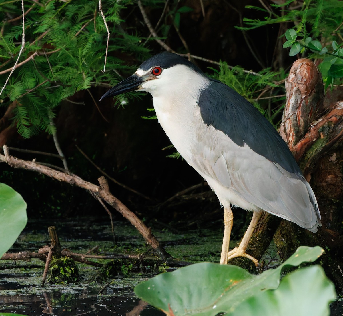 Black-crowned Night Heron - ML620616812