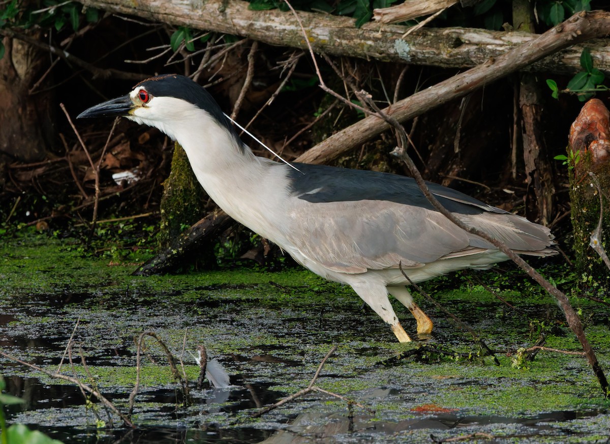 Black-crowned Night Heron - ML620616813