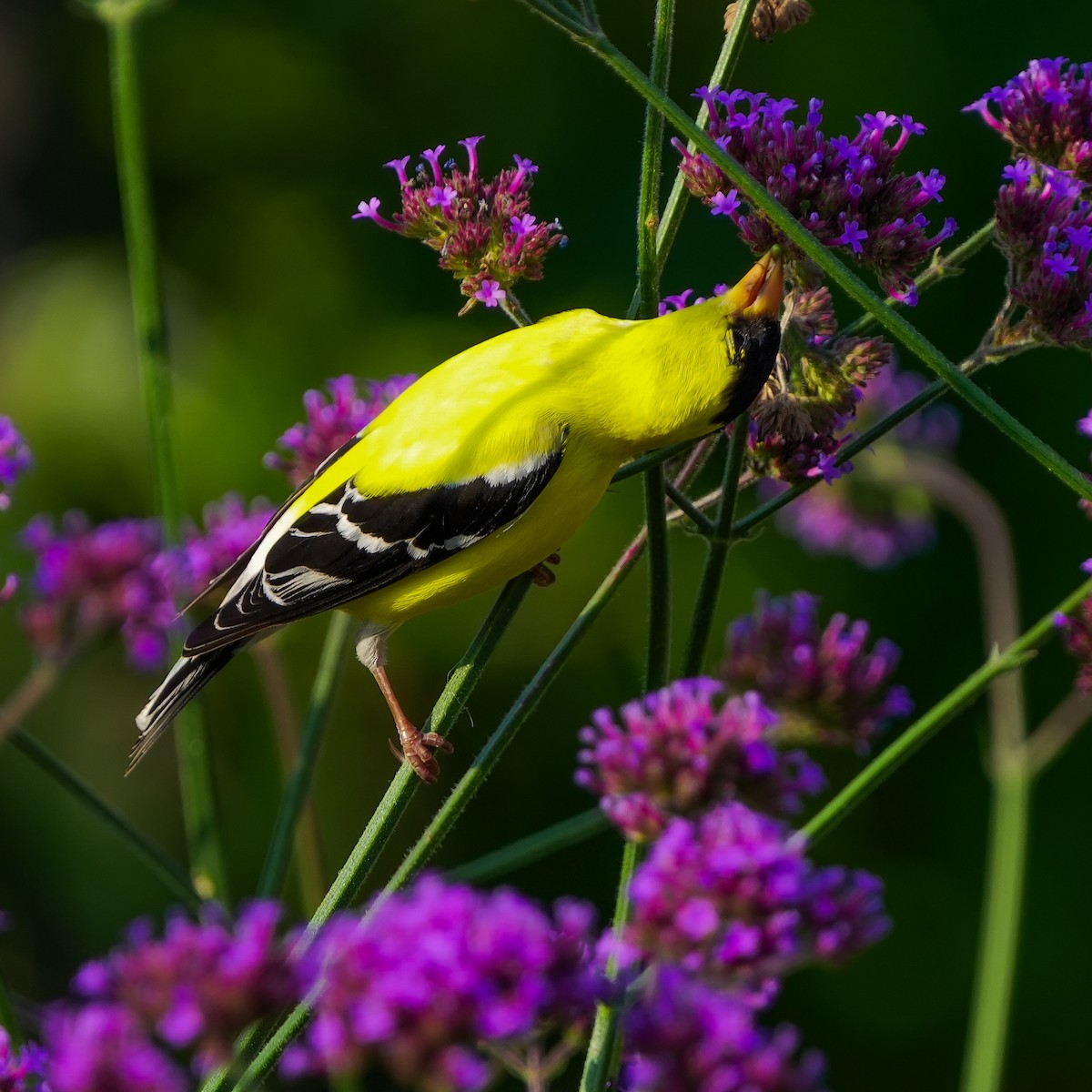 American Goldfinch - ML620616814