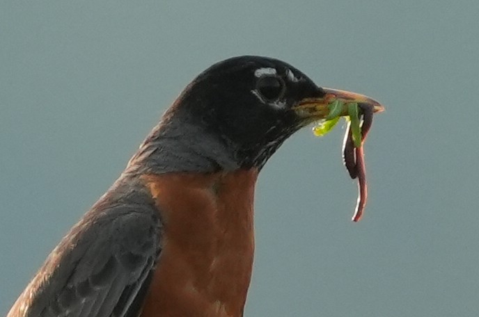 American Robin - ML620616818