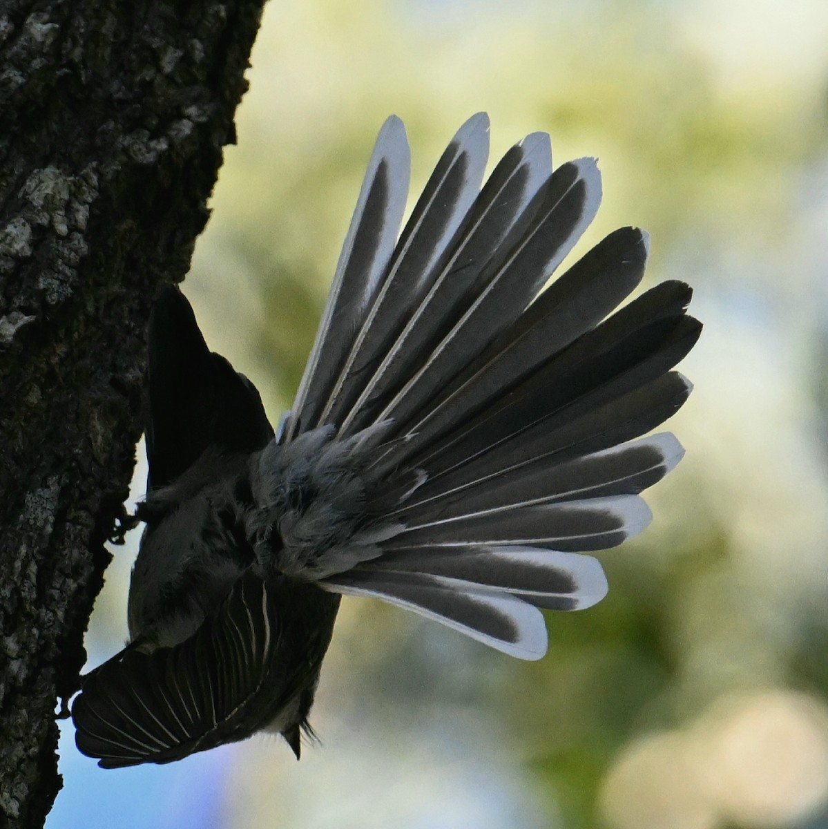 Gray Fantail - ML620616819