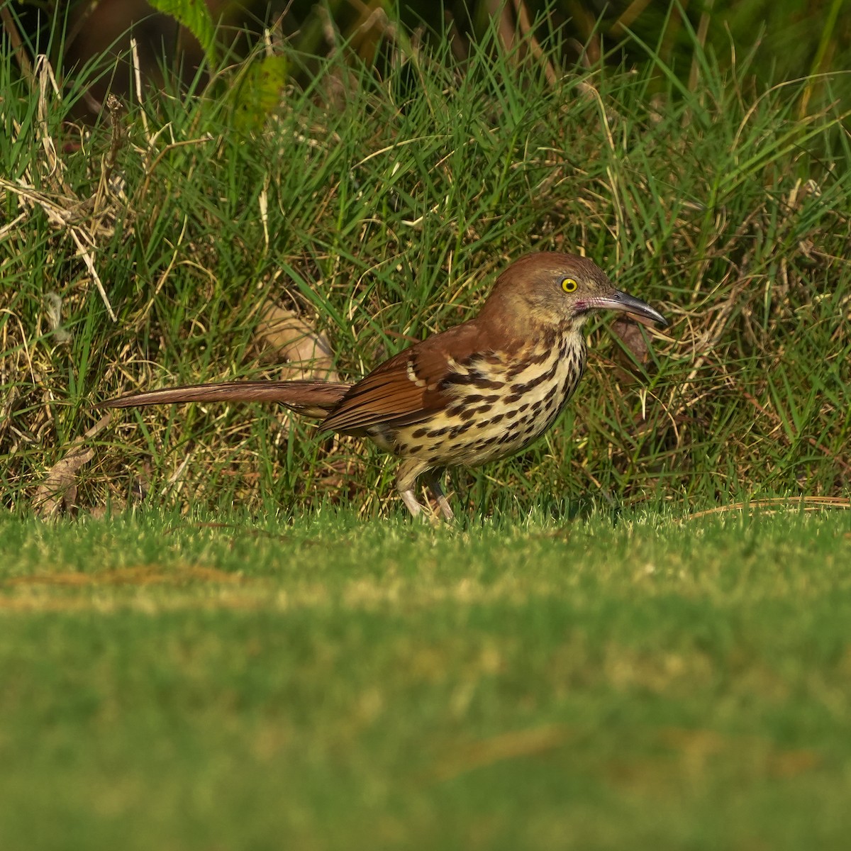 Brown Thrasher - ML620616821