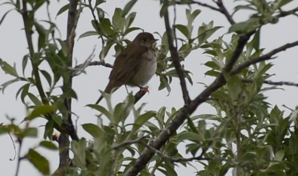 Swainson's Thrush (Olive-backed) - ML620616822