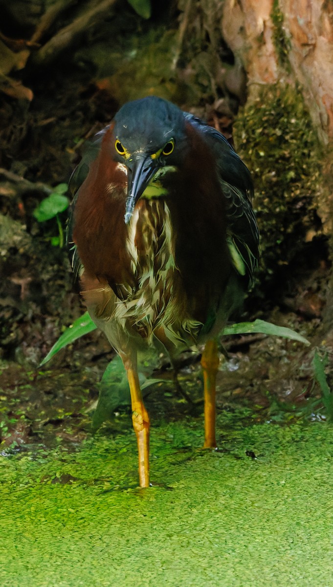 Green Heron - ML620616824