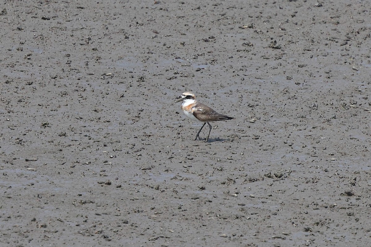 Greater Sand-Plover - ML620616828