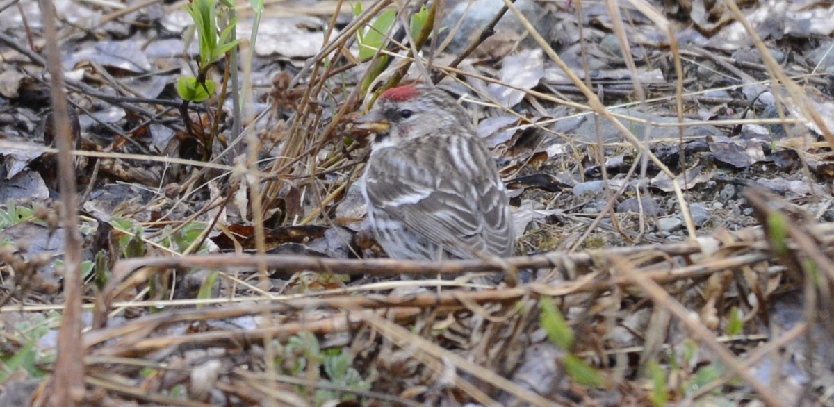 Common Redpoll (flammea) - ML620616833