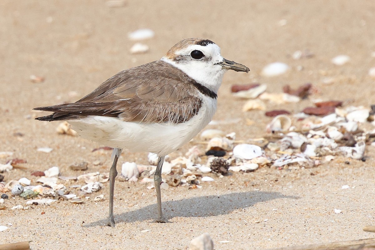 White-faced Plover - ML620616834