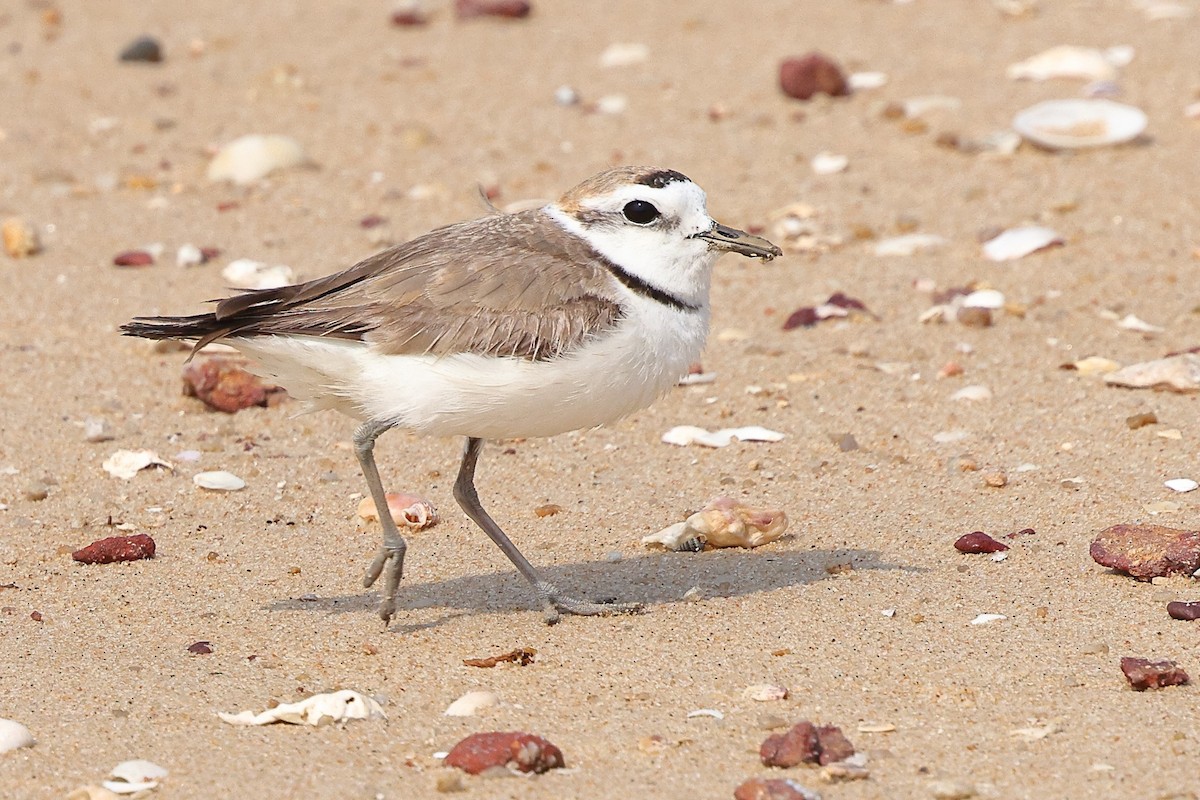 White-faced Plover - ML620616835