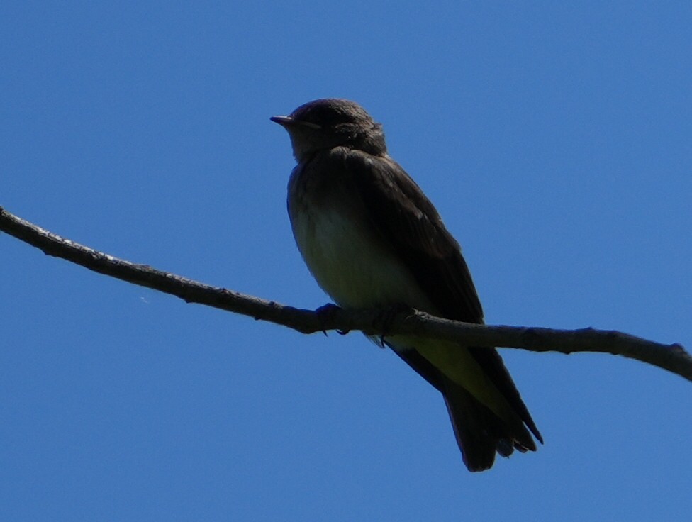 Northern Rough-winged Swallow - ML620616836