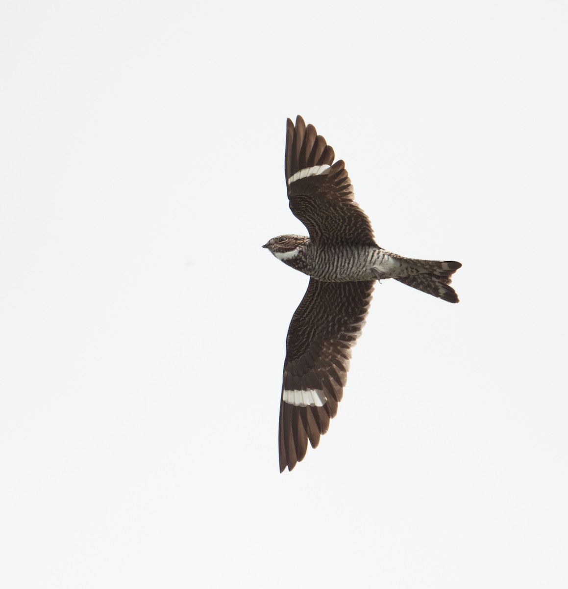 Common Nighthawk - ML620616838