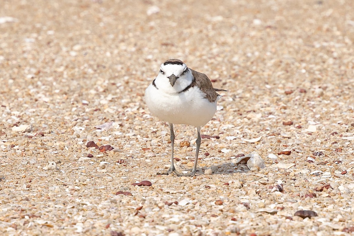 White-faced Plover - ML620616841