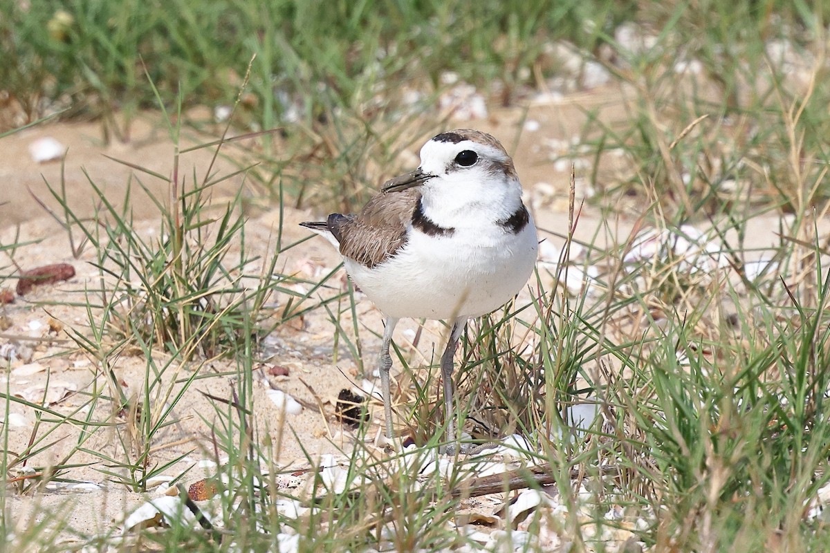 White-faced Plover - ML620616844