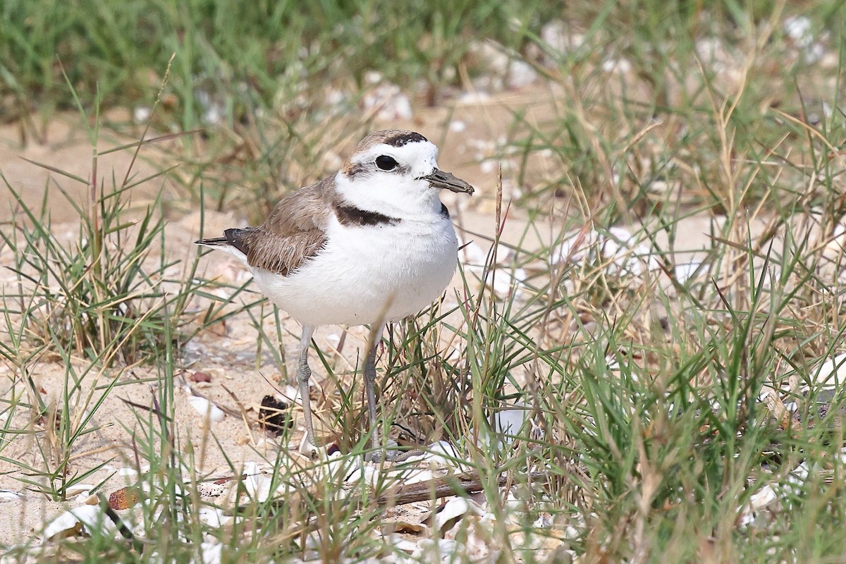 White-faced Plover - ML620616845