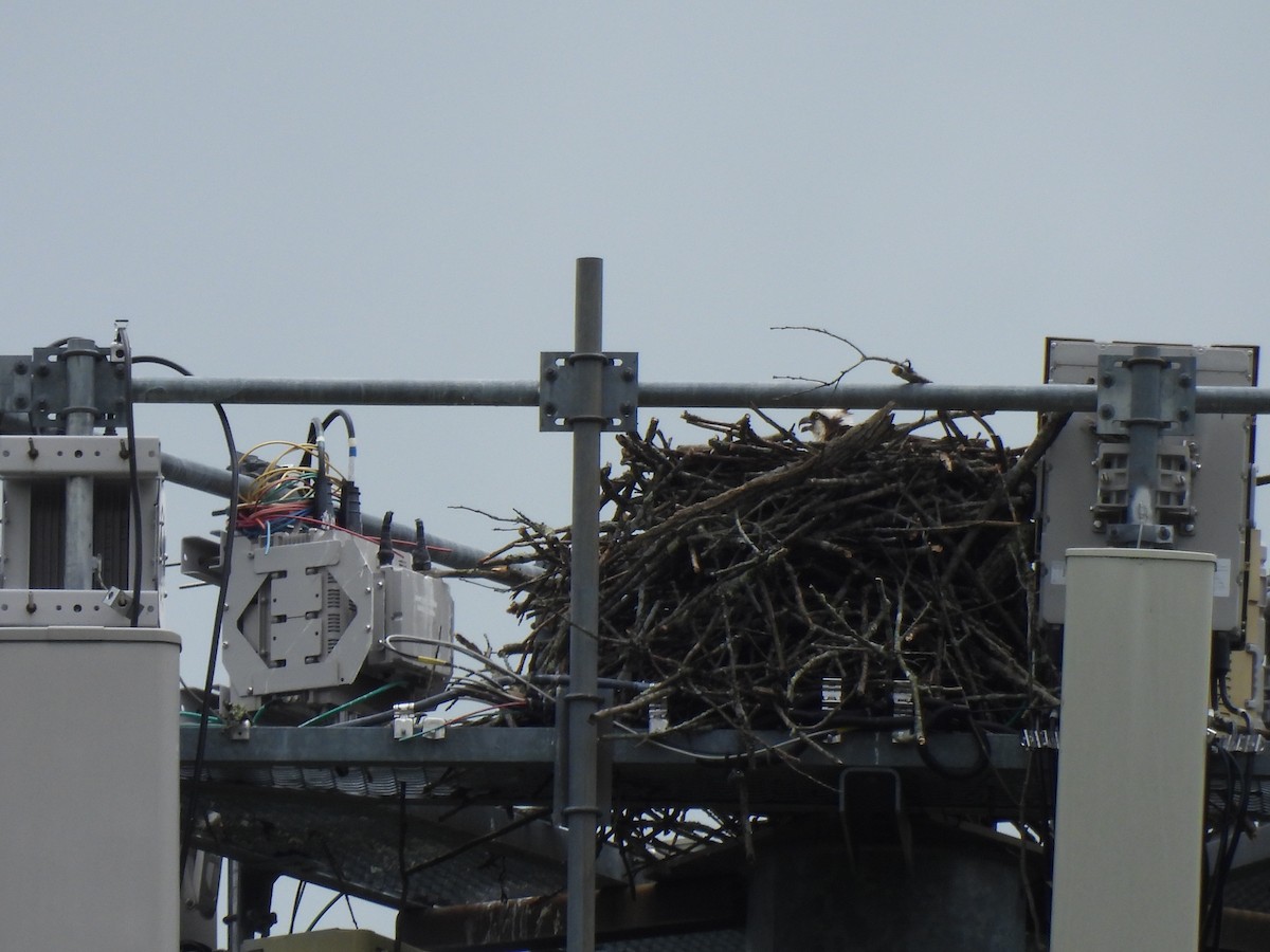 Osprey (carolinensis) - ML620616846