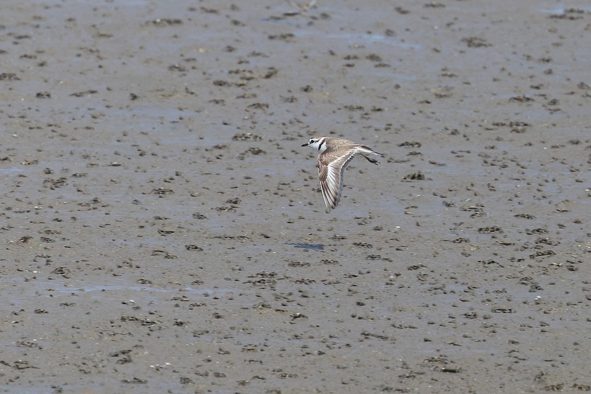 White-faced Plover - ML620616851