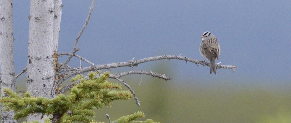 White-crowned Sparrow (Gambel's) - ML620616857