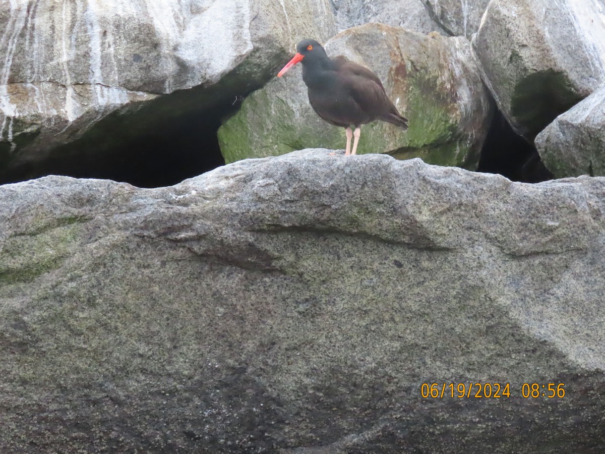 Black Oystercatcher - ML620616859