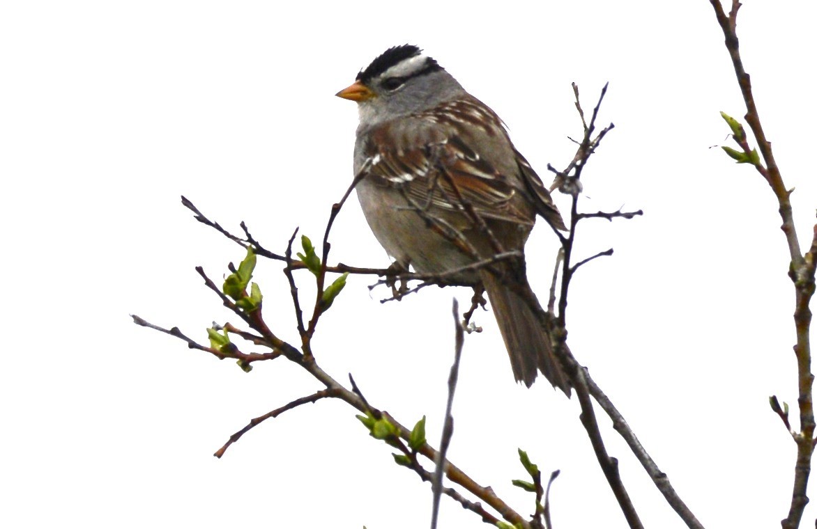 White-crowned Sparrow (Gambel's) - ML620616860