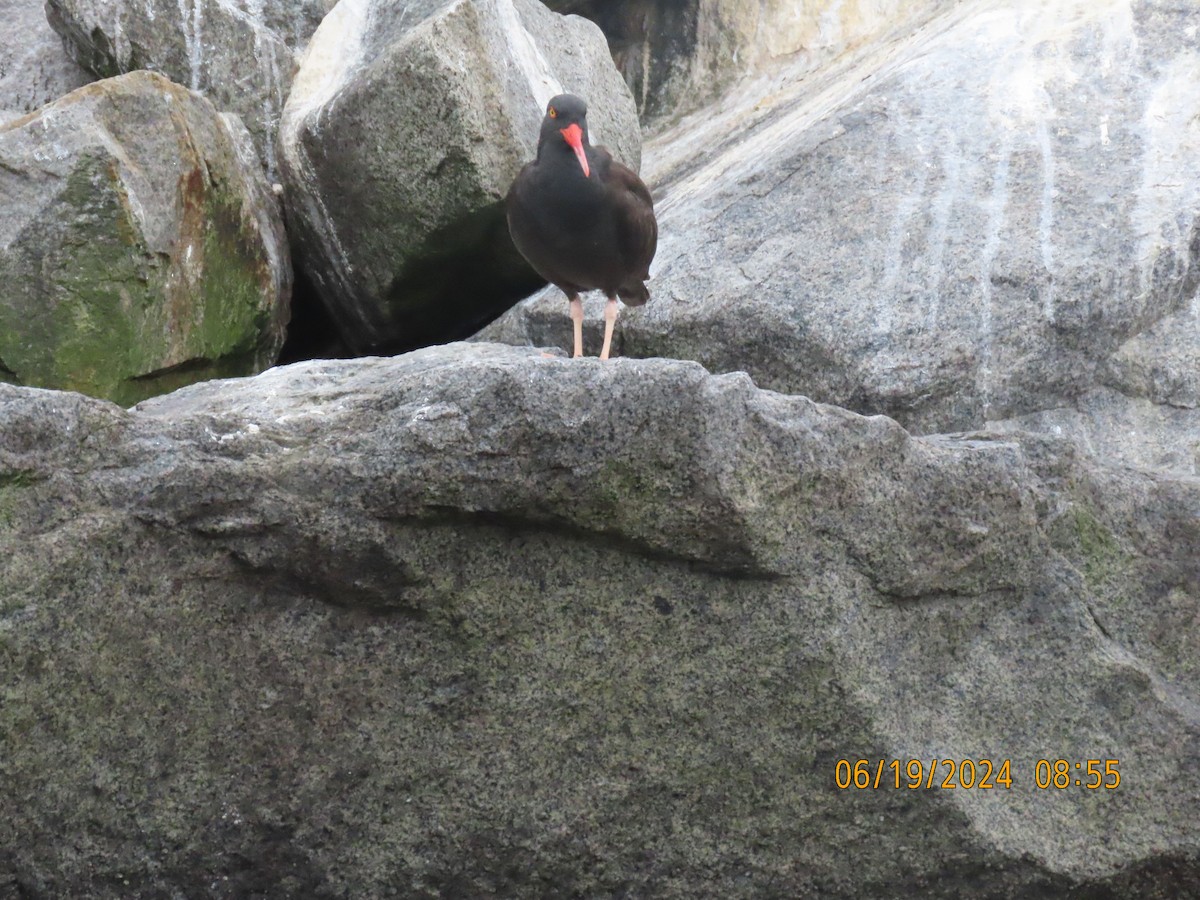 Black Oystercatcher - ML620616861