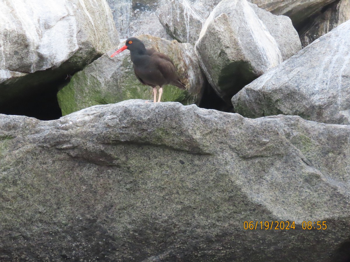 Black Oystercatcher - ML620616862