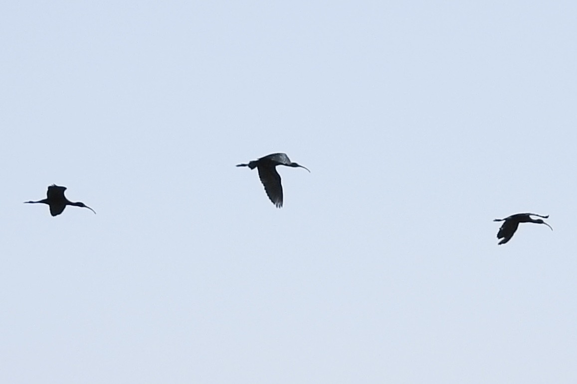 White-faced Ibis - ML620616863