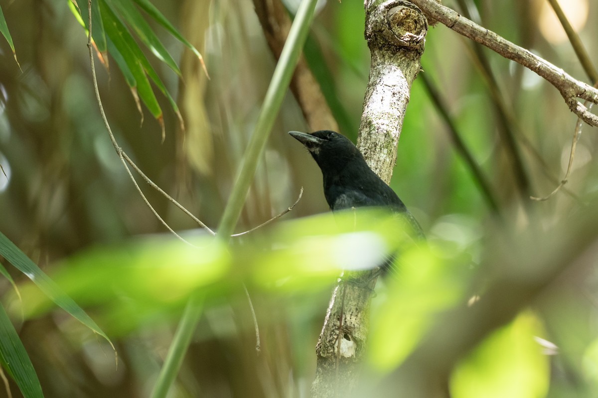 Common Cicadabird - ML620616865