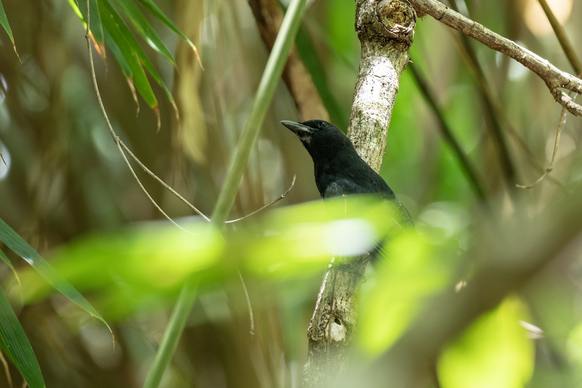 Common Cicadabird - ML620616866