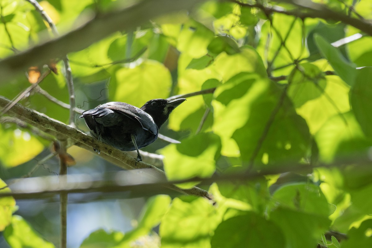 Common Cicadabird - ML620616869