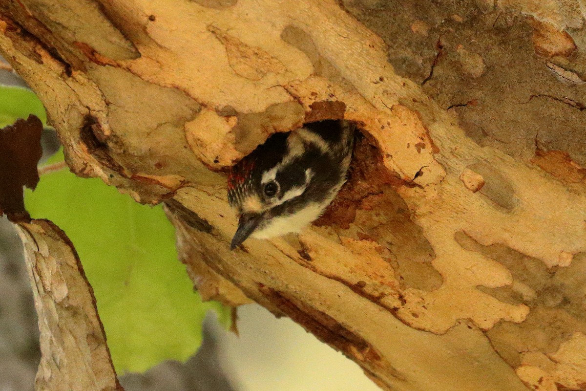 Nuttall's Woodpecker - ML620616871