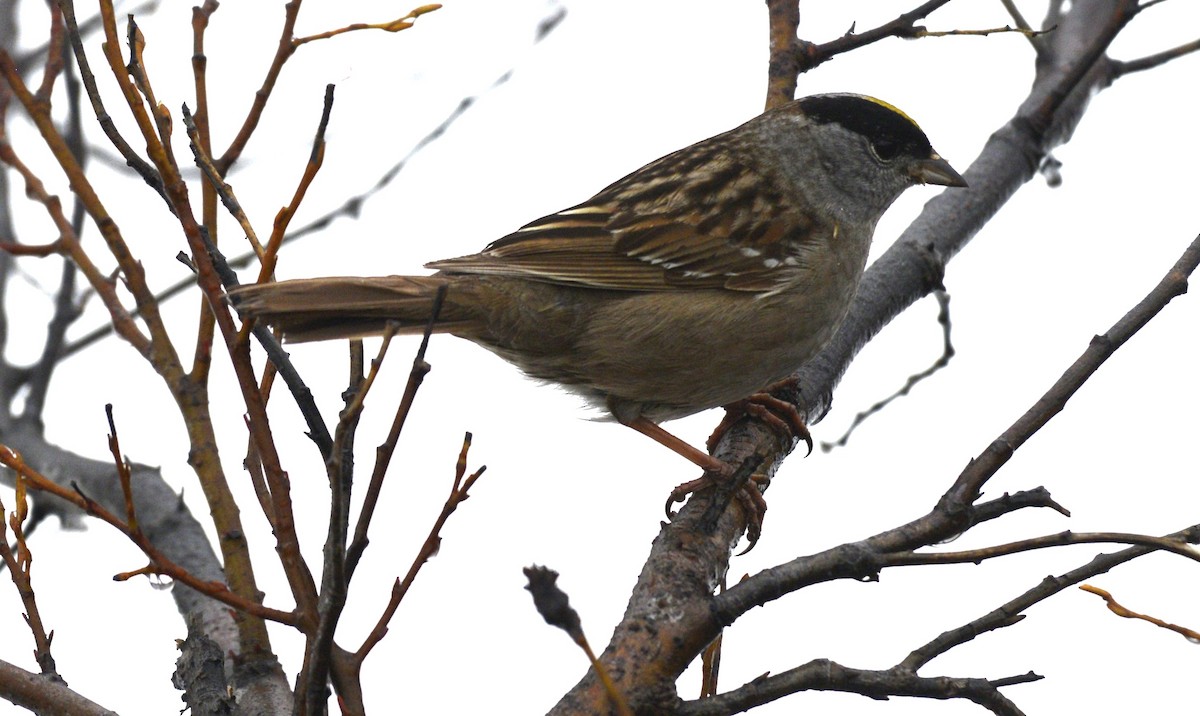 Bruant à couronne dorée - ML620616873