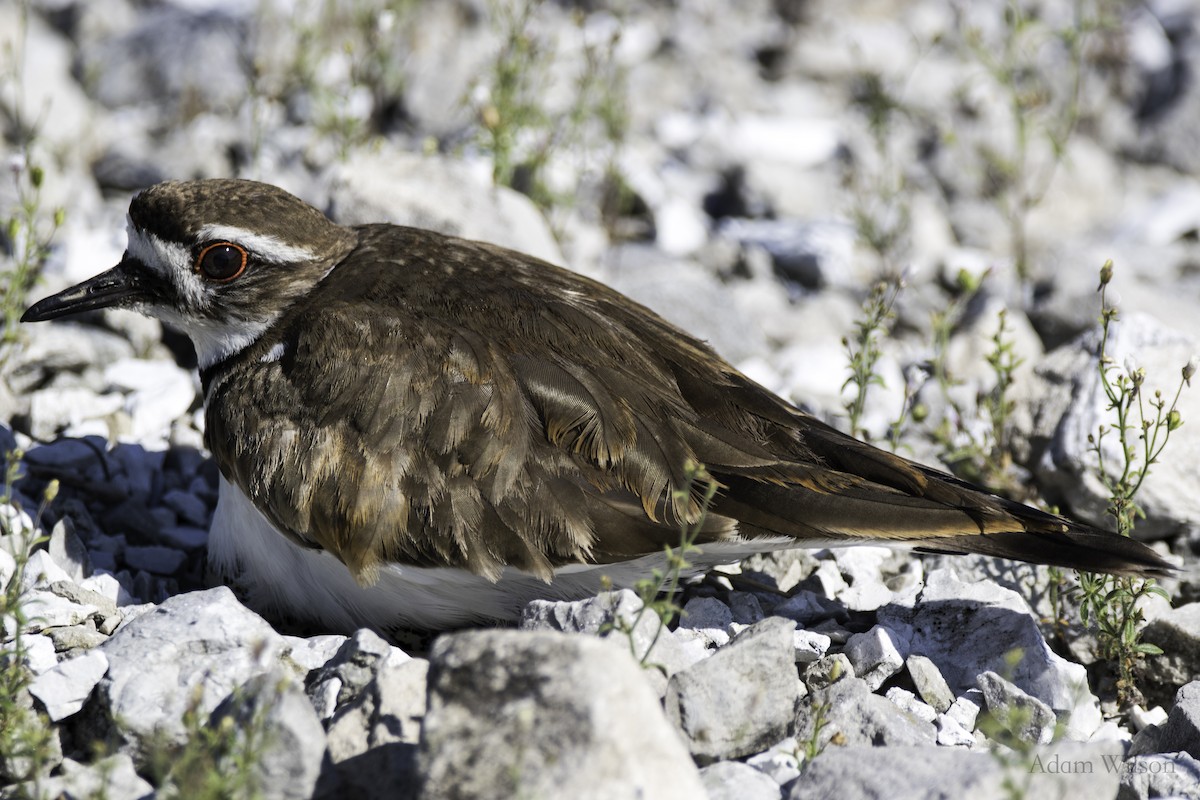 Killdeer - ML620616875