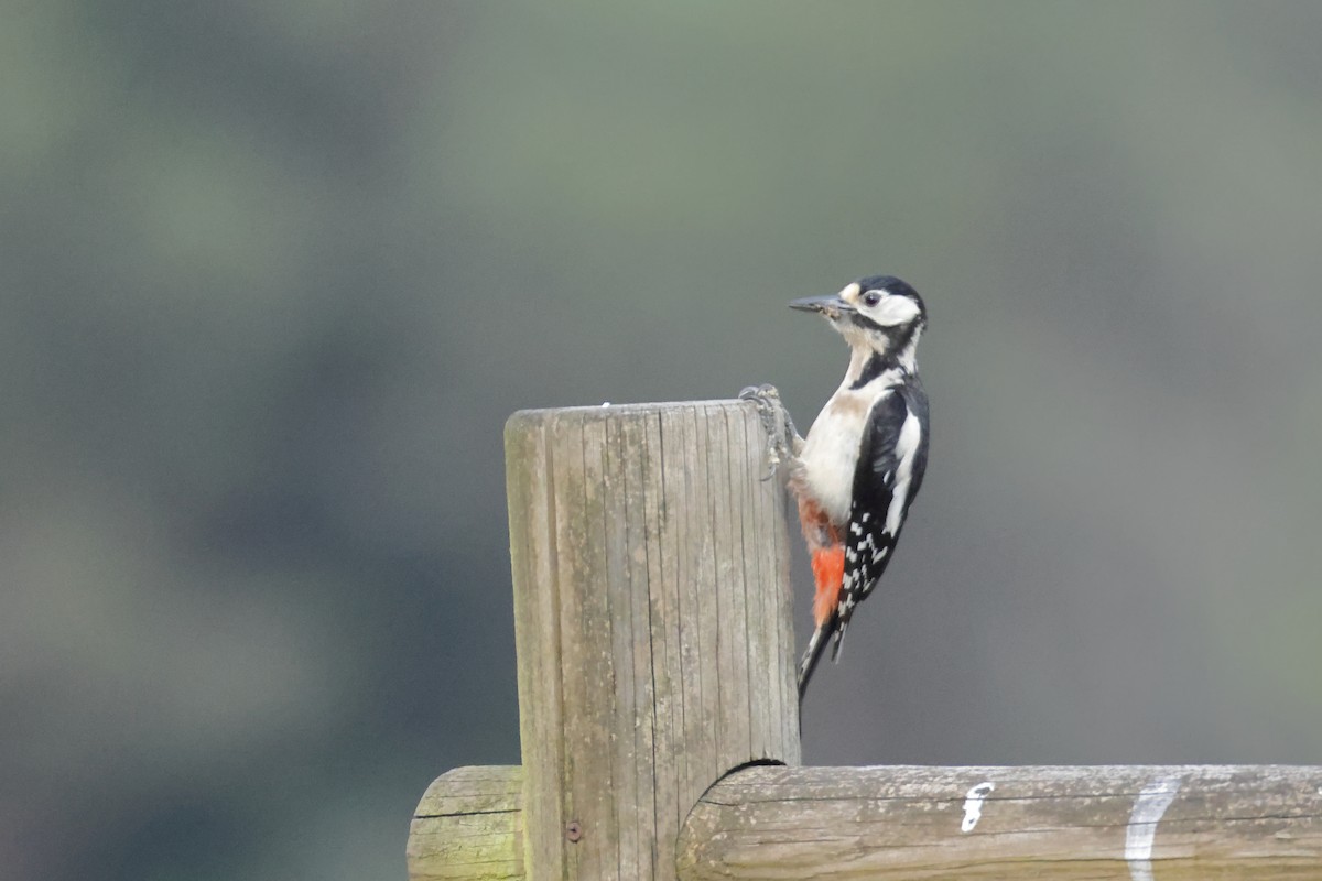 Great Spotted Woodpecker - ML620616876