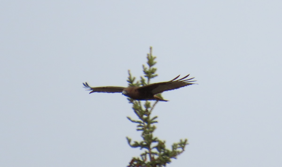 Red-tailed Hawk - ML620616877