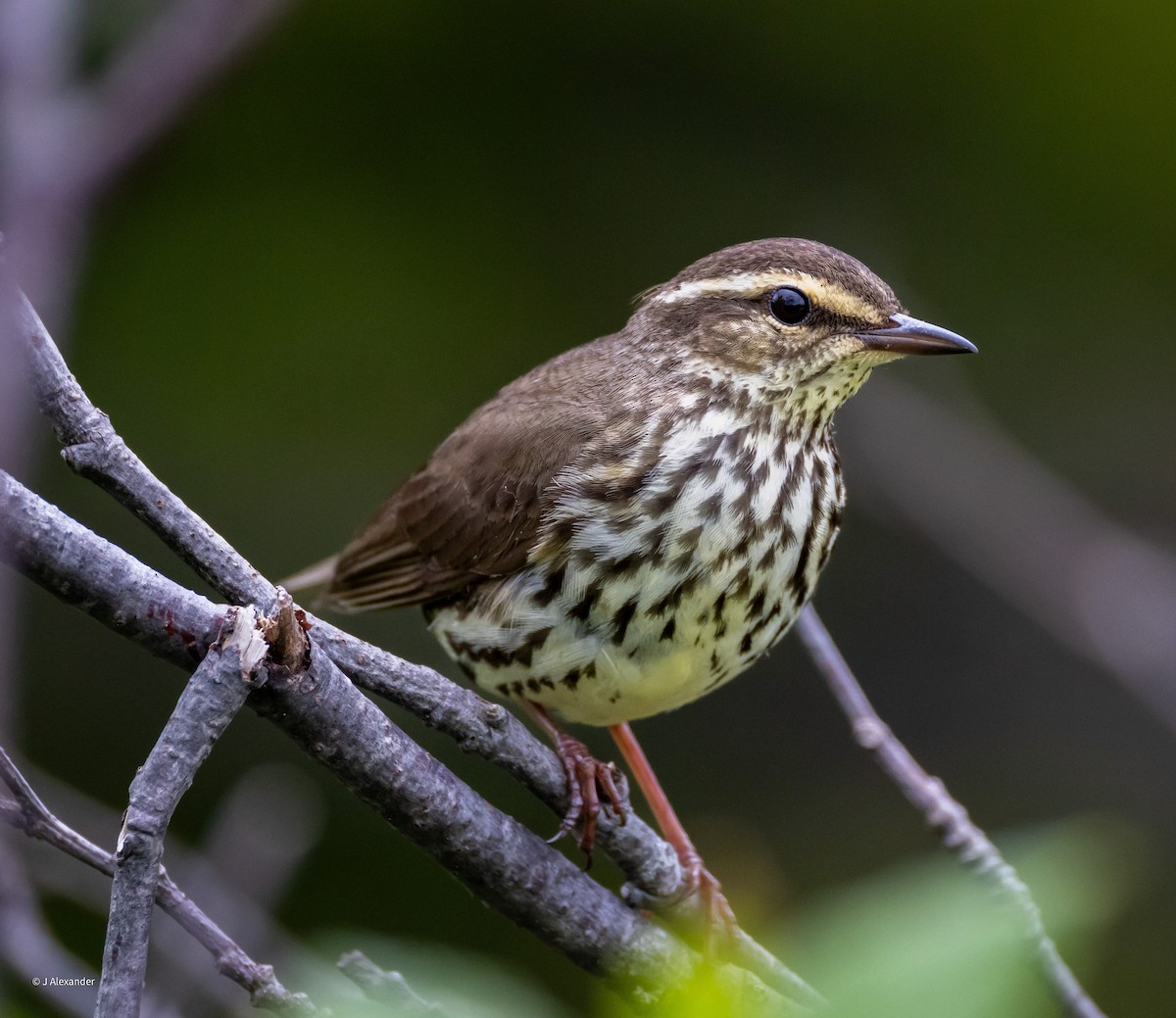 Northern Waterthrush - John Alexander