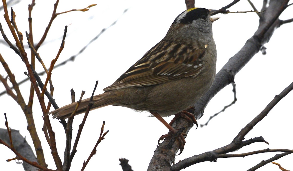 Bruant à couronne dorée - ML620616880