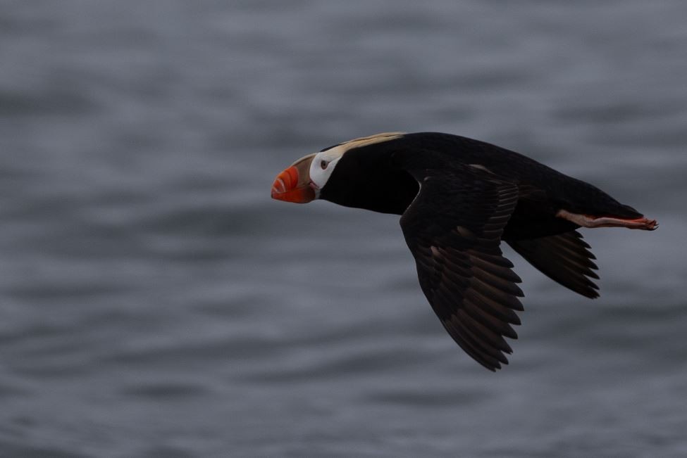 Tufted Puffin - ML620616881