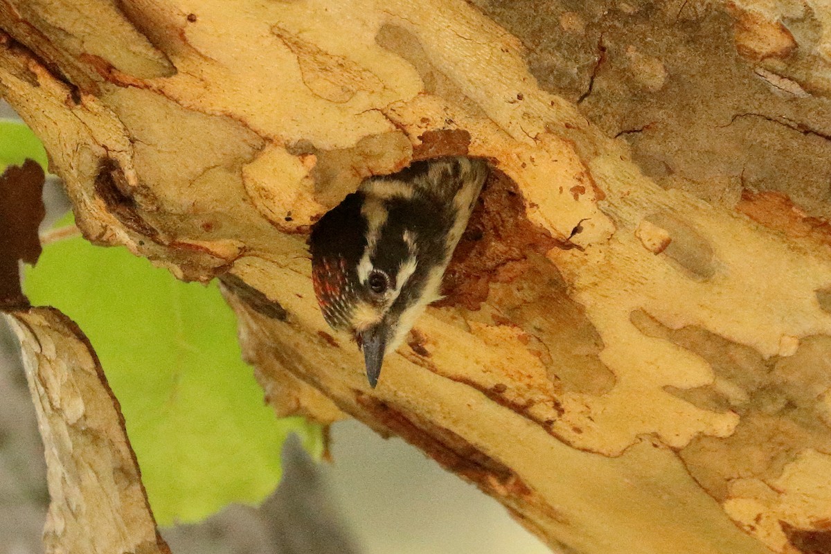 Nuttall's Woodpecker - ML620616882