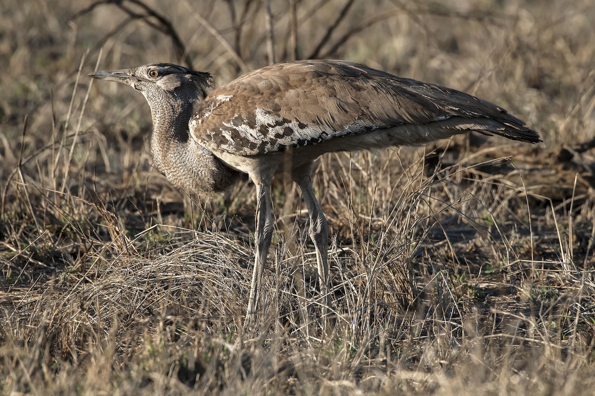 Kori Bustard - ML620616884