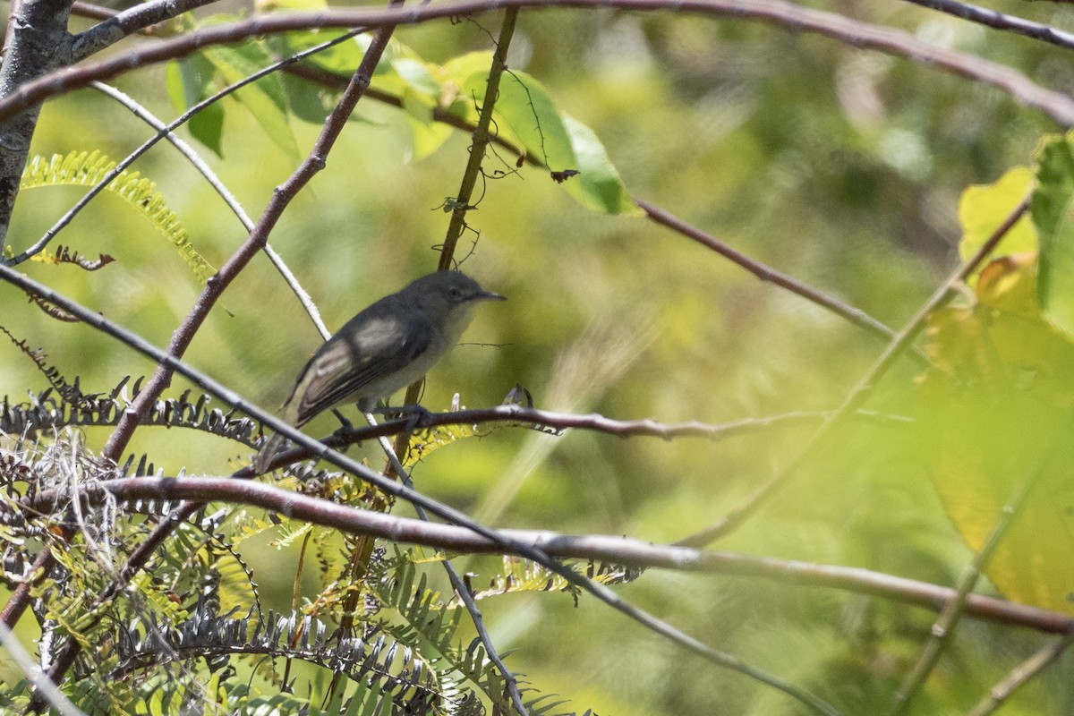 Schlichtbrillenvogel - ML620616885