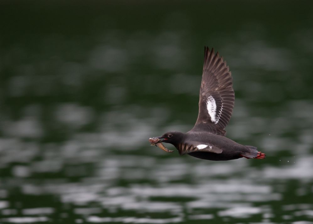 Pigeon Guillemot - ML620616886