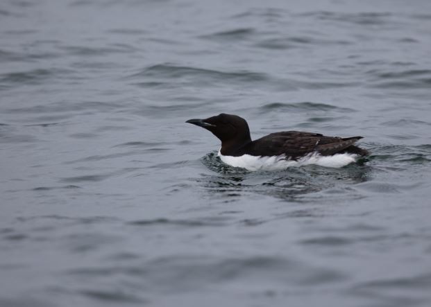 Thick-billed Murre - ML620616887