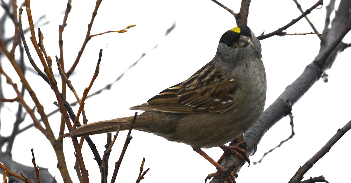 Bruant à couronne dorée - ML620616888