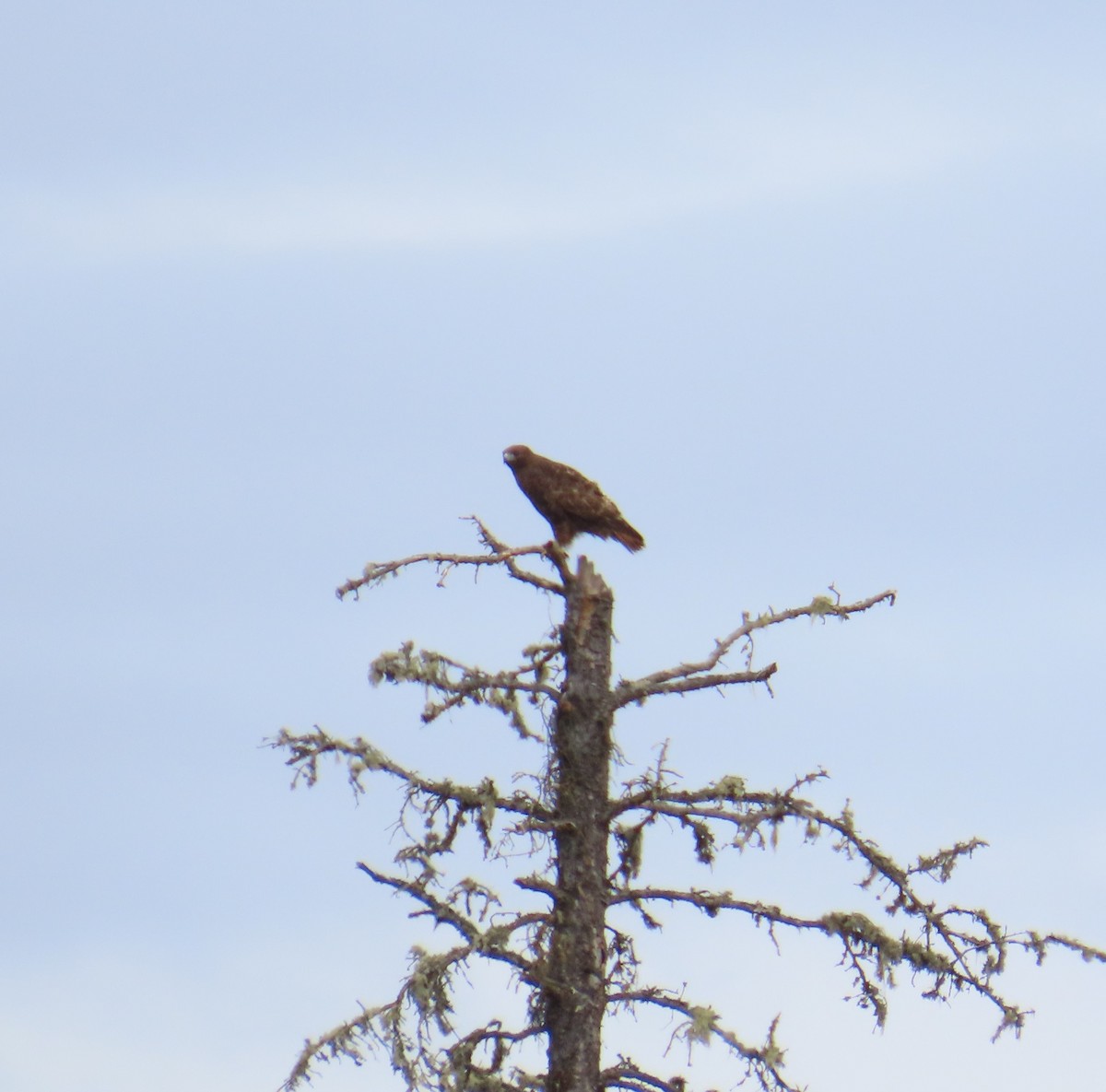 Red-tailed Hawk - ML620616889