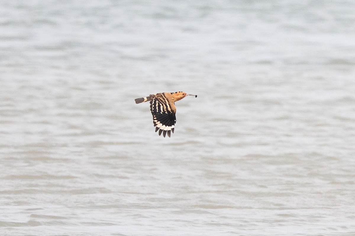 Eurasian Hoopoe (Eurasian) - ML620616890