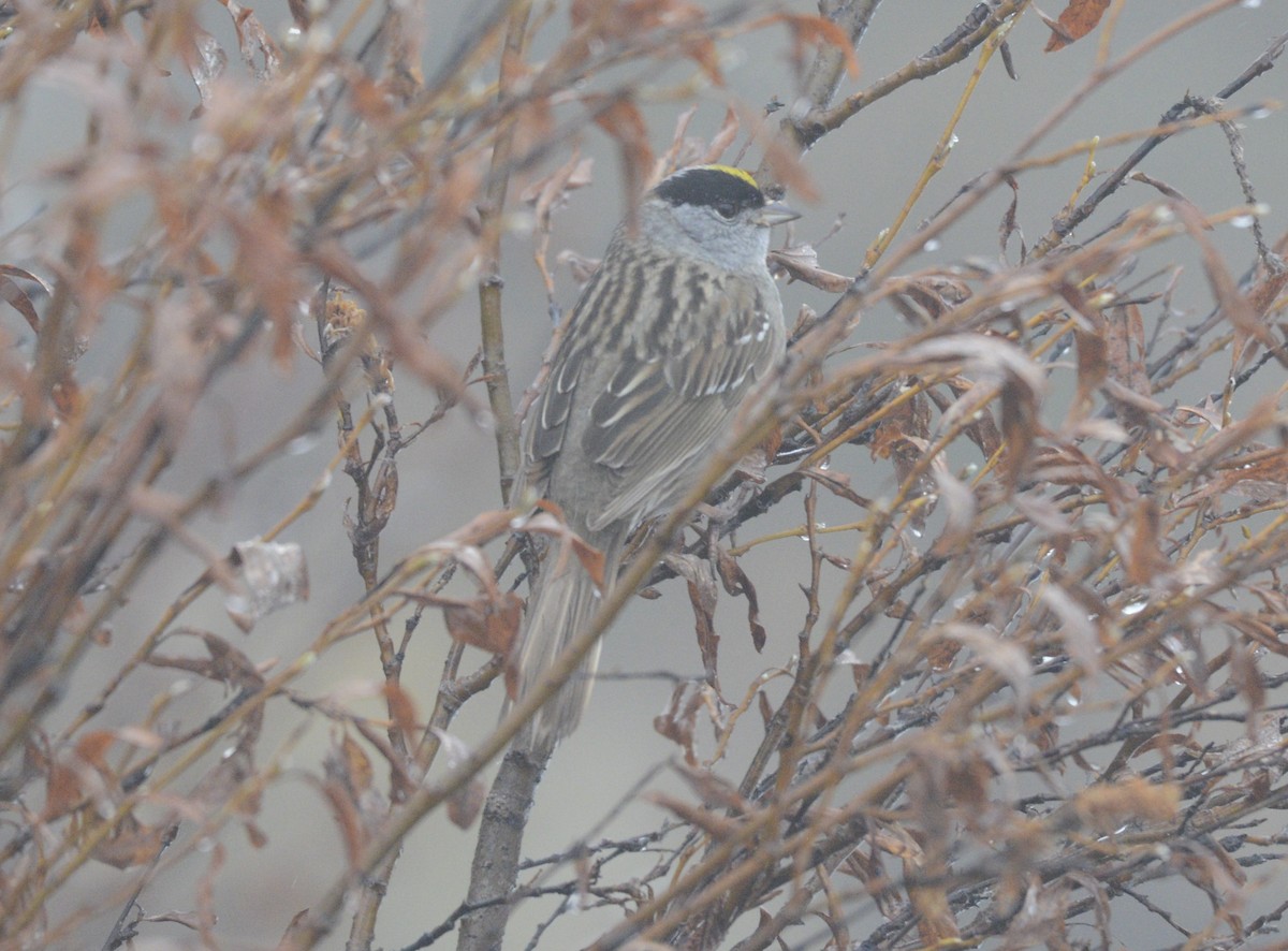 Golden-crowned Sparrow - ML620616892