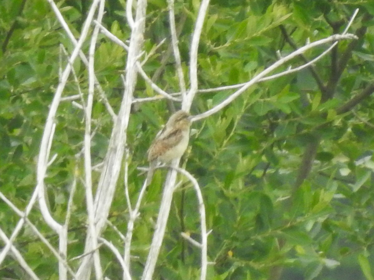 Eurasian Wryneck - ML620616895