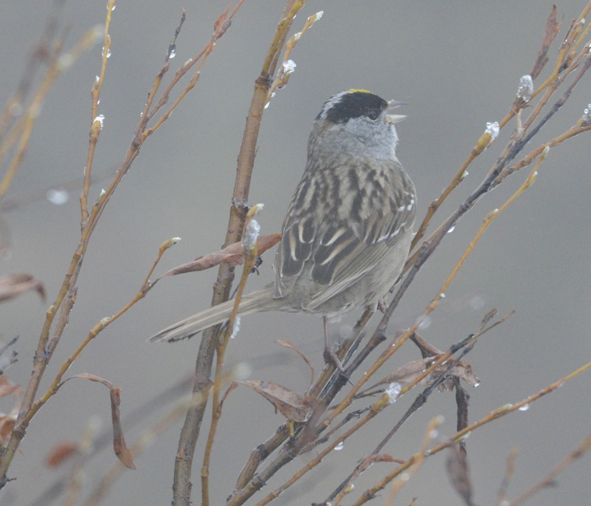 Golden-crowned Sparrow - ML620616896