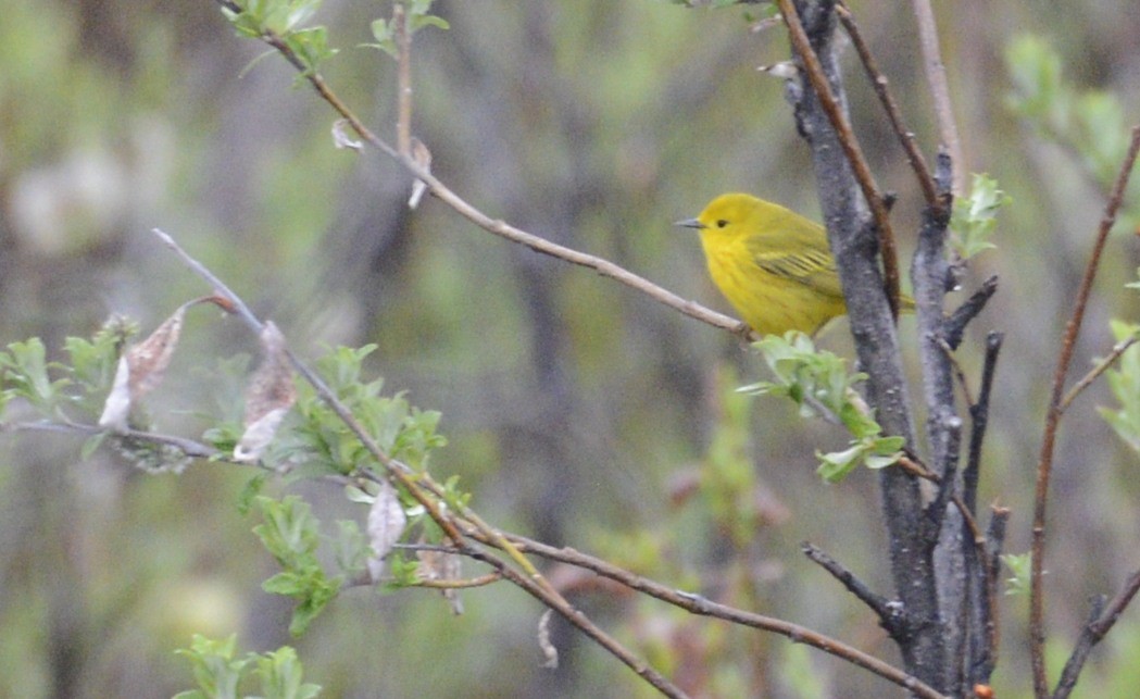 Yellow Warbler (Northern) - ML620616906
