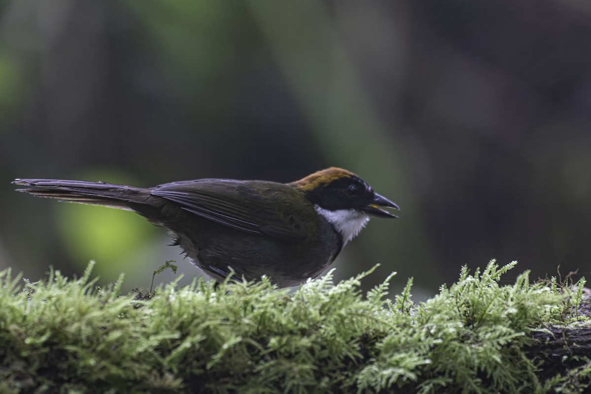 Chestnut-capped Brushfinch - ML620616908